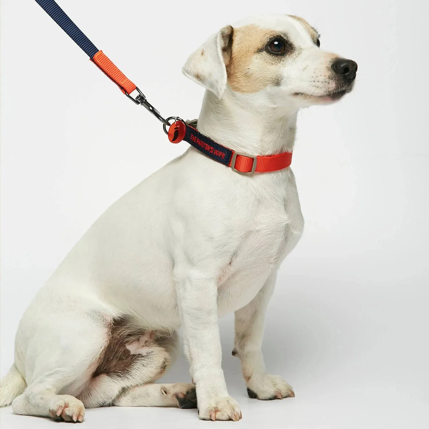 Sonia Orange Dog Collar